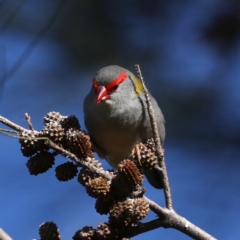 Neochmia temporalis (Red-browed Finch) at Fyshwick, ACT - 4 Jul 2020 by jbromilow50