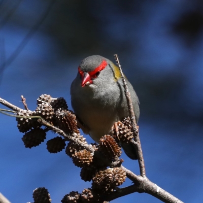 Neochmia temporalis (Red-browed Finch) at Fyshwick, ACT - 4 Jul 2020 by jbromilow50