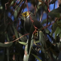 Ptilotula penicillata (White-plumed Honeyeater) at Fyshwick, ACT - 4 Jul 2020 by jb2602