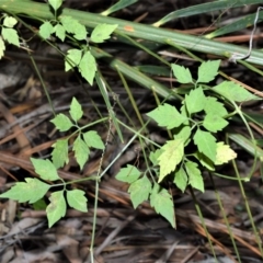 Cayratia clematidea (Slender Grape) at Longreach, NSW - 17 Jul 2020 by plants