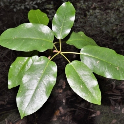 Ficus henneana (Decidous Fig) at Longreach, NSW - 17 Jul 2020 by plants