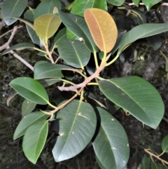 Ficus rubiginosa (Port Jackson or Rusty Fig) at Longreach, NSW - 17 Jul 2020 by plants