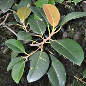 Ficus rubiginosa at Longreach, NSW - 17 Jul 2020