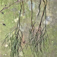 Psilotum nudum (Skeleton Fork-fern) at Longreach, NSW - 17 Jul 2020 by plants