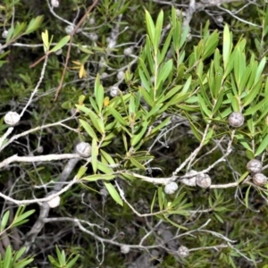 Leptospermum sejunctum at Longreach, NSW - 17 Jul 2020