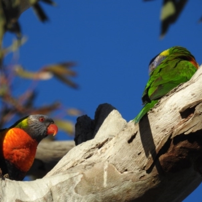 Trichoglossus moluccanus (Rainbow Lorikeet) at Kambah, ACT - 17 Jul 2020 by HelenCross