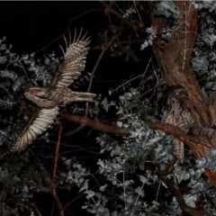 Podargus strigoides (Tawny Frogmouth) at Hughes Grassy Woodland - 17 Jul 2020 by Ct1000