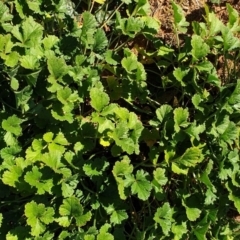 Erodium crinitum (Native Crowfoot) at Cook, ACT - 6 Jun 2020 by SarahHnatiuk