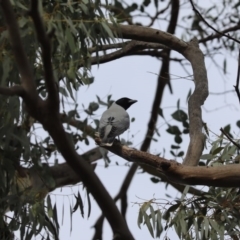 Coracina novaehollandiae (Black-faced Cuckooshrike) at Cook, ACT - 15 Jul 2020 by Tammy