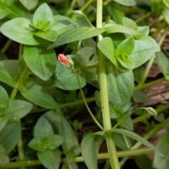 Lysimachia arvensis (Scarlet Pimpernel) at Paddys River, ACT - 19 May 2020 by Thommo17