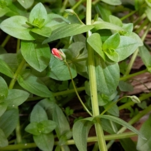 Lysimachia arvensis at Paddys River, ACT - 19 May 2020