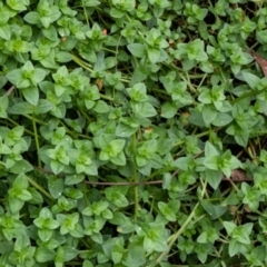 Lysimachia arvensis at Paddys River, ACT - 19 May 2020