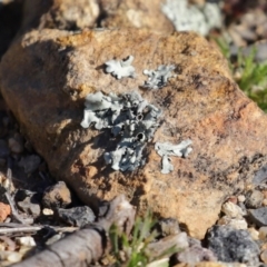 Parmeliaceae (family) (A lichen family) at Tharwa, ACT - 17 Jul 2020 by RodDeb