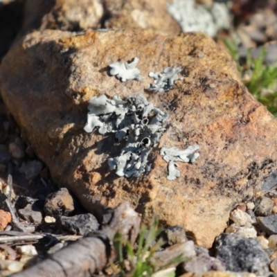 Parmeliaceae (family) (A lichen family) at Tharwa, ACT - 17 Jul 2020 by RodDeb