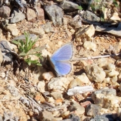 Zizina otis (Common Grass-Blue) at Tharwa, ACT - 17 Jul 2020 by RodDeb