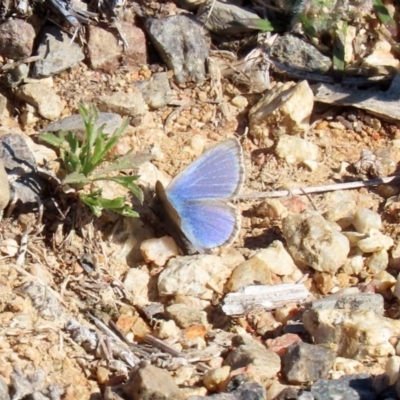 Zizina otis (Common Grass-Blue) at Tharwa, ACT - 17 Jul 2020 by RodDeb