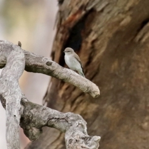 Microeca fascinans at Tharwa, ACT - 17 Jul 2020