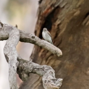 Microeca fascinans at Tharwa, ACT - 17 Jul 2020