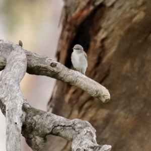 Microeca fascinans at Tharwa, ACT - 17 Jul 2020