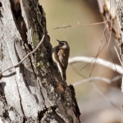 Climacteris picumnus victoriae (Brown Treecreeper) at Tharwa, ACT - 17 Jul 2020 by RodDeb