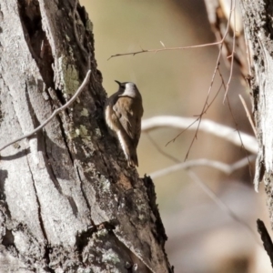 Climacteris picumnus victoriae at Tharwa, ACT - 17 Jul 2020