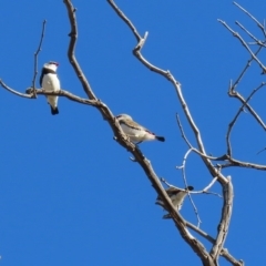 Stagonopleura guttata (Diamond Firetail) at Tharwa, ACT - 17 Jul 2020 by RodDeb