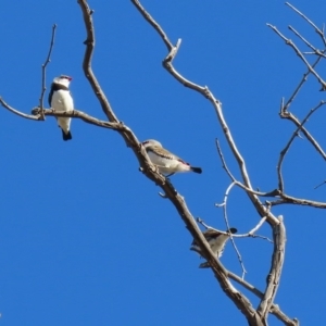 Stagonopleura guttata at Tharwa, ACT - suppressed