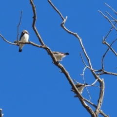 Stagonopleura guttata at Tharwa, ACT - suppressed