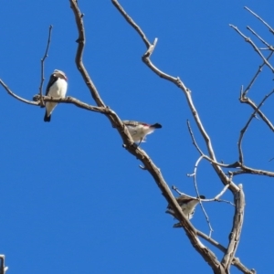 Stagonopleura guttata at Tharwa, ACT - suppressed