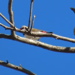 Stagonopleura guttata at Tharwa, ACT - suppressed