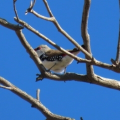 Stagonopleura guttata at Tharwa, ACT - suppressed