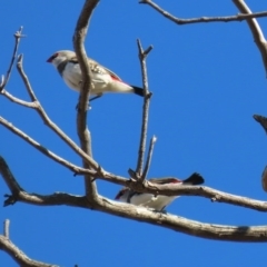 Stagonopleura guttata at Tharwa, ACT - suppressed