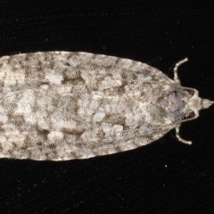 Acropolitis (genus) (A Tortricid moth) at Congo, NSW - 10 Jul 2020 by jbromilow50