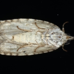 Acropolitis (genus) at Congo, NSW - 10 Jul 2020