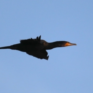 Phalacrocorax carbo at Congo, NSW - 9 Jul 2020 04:45 PM