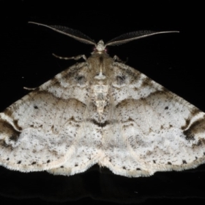Syneora hemeropa at Congo, NSW - 9 Jul 2020