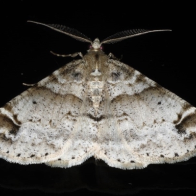 Syneora hemeropa (Ring-tipped Bark Moth) at Congo, NSW - 9 Jul 2020 by jb2602