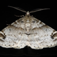 Syneora hemeropa (Ring-tipped Bark Moth) at Congo, NSW - 9 Jul 2020 by jbromilow50