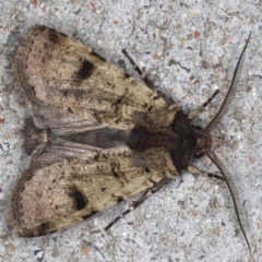 Agrotis porphyricollis (Variable Cutworm) at Congo, NSW - 9 Jul 2020 by jb2602