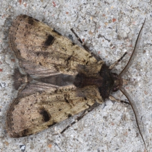 Agrotis porphyricollis at Congo, NSW - 9 Jul 2020 08:43 PM