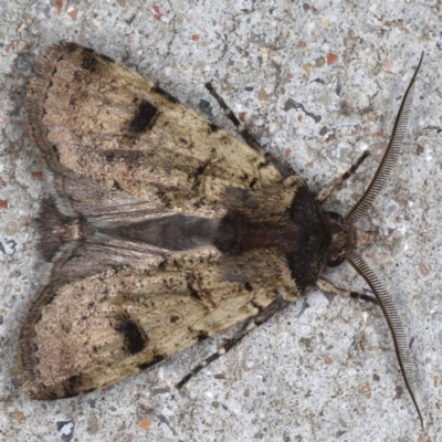 Agrotis porphyricollis (Variable Cutworm) at Congo, NSW - 9 Jul 2020 by jbromilow50