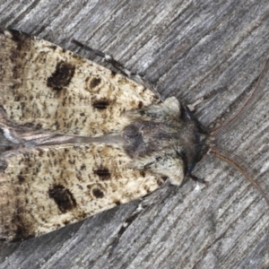 Agrotis porphyricollis at Congo, NSW - 9 Jul 2020 08:43 PM