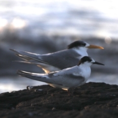 Sterna striata (White-fronted Tern) at Congo, NSW - 9 Jul 2020 by jb2602