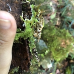 Pseudocyphellaria billardierel at Wattamolla, NSW - 18 Jul 2020 01:03 PM