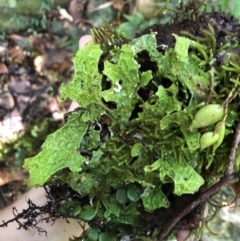 Pseudocyphellaria billardierel at Wattamolla, NSW - 18 Jul 2020 01:03 PM