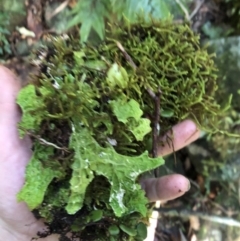 Pseudocyphellaria billardierel at Wattamolla, NSW - 18 Jul 2020 01:03 PM