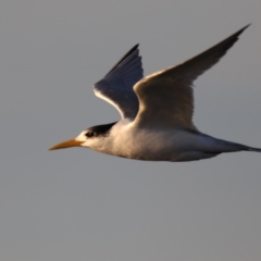 Thalasseus bergii (Crested Tern) at Congo, NSW - 9 Jul 2020 by jb2602