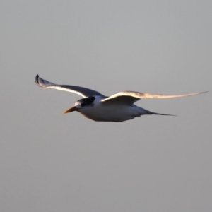 Thalasseus bergii at Congo, NSW - 9 Jul 2020