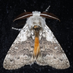 Calliteara pura (Perfect Tussock Moth) at Congo, NSW - 9 Jul 2020 by jbromilow50