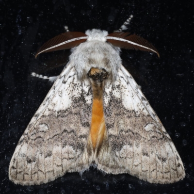 Calliteara pura (Perfect Tussock Moth) at Congo, NSW - 9 Jul 2020 by jb2602